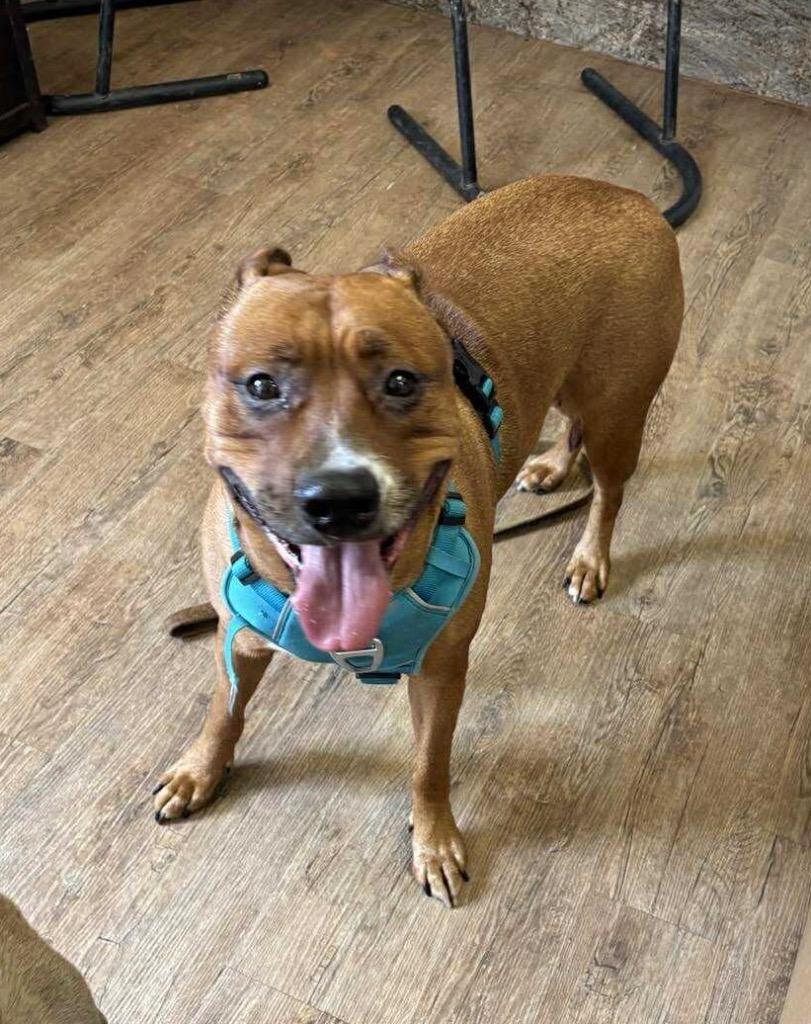 Enlarge Bear, a Adoptable mixed breed in Tucumcari, NM image 2/2