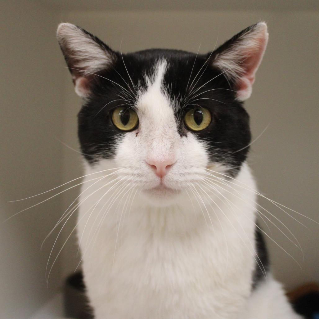 Enlarge Lilo, a Adoptable Domestic Short Hair in Champaign, IL image 1/6