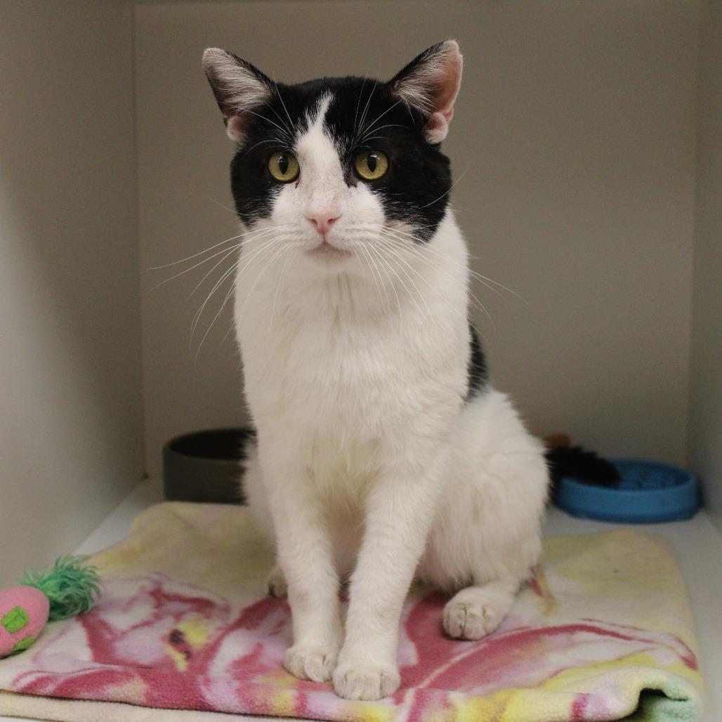 Enlarge Lilo, a Adoptable Domestic Short Hair in Champaign, IL image 2/6