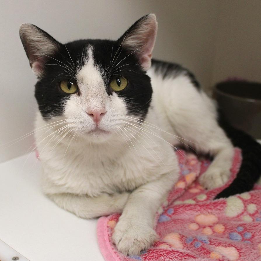 Enlarge Lilo, a Adoptable Domestic Short Hair in Champaign, IL image 3/6