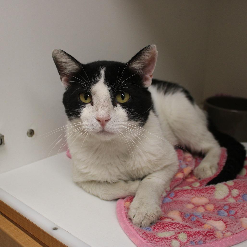 Enlarge Lilo, a Adoptable Domestic Short Hair in Champaign, IL image 4/6