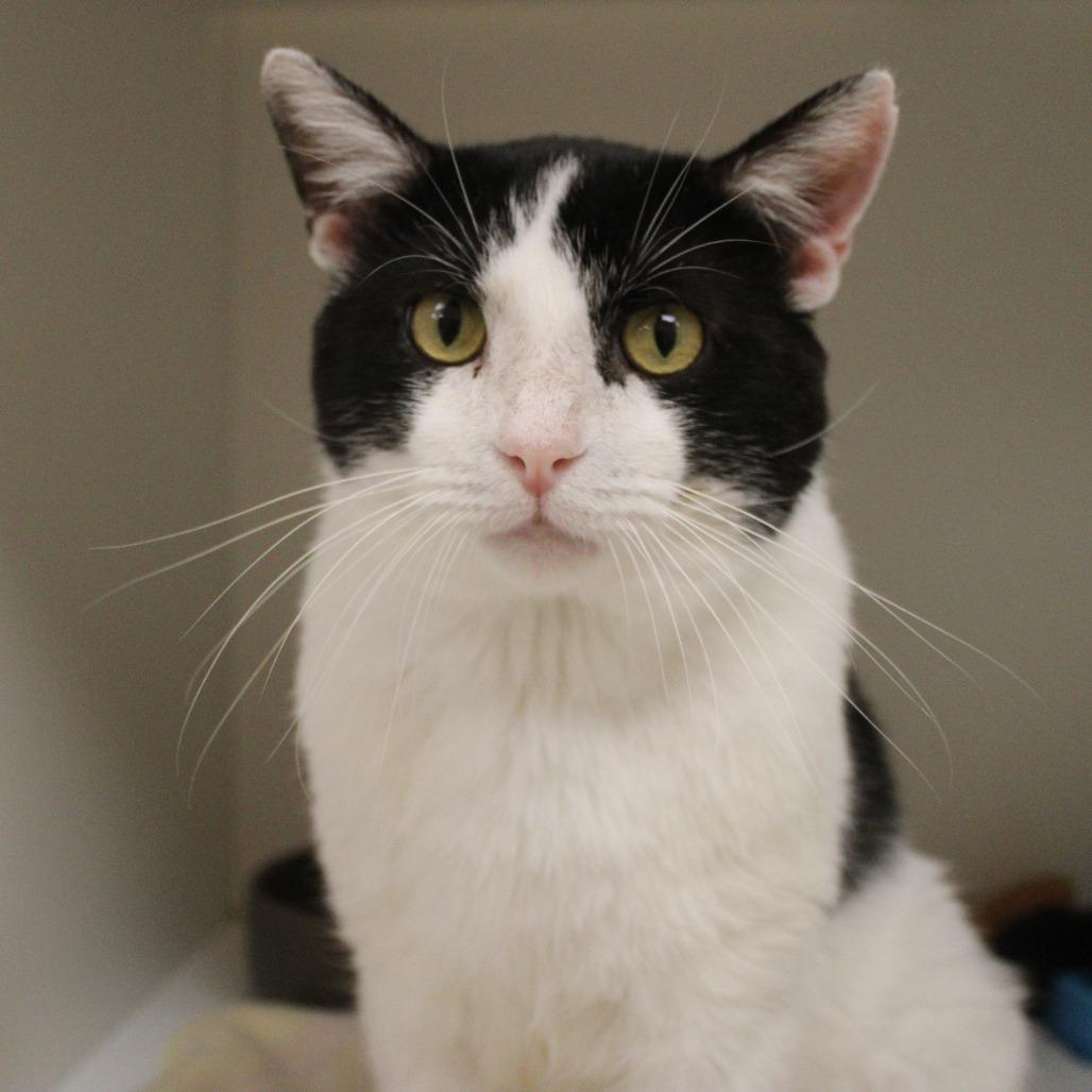 Enlarge Lilo, a Adoptable Domestic Short Hair in Champaign, IL image 5/6