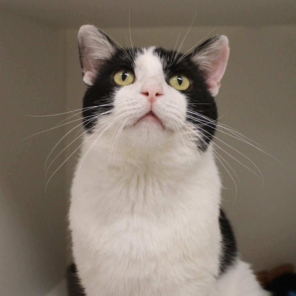 Enlarge Lilo, a Adoptable Domestic Short Hair in Champaign, IL image 6/6