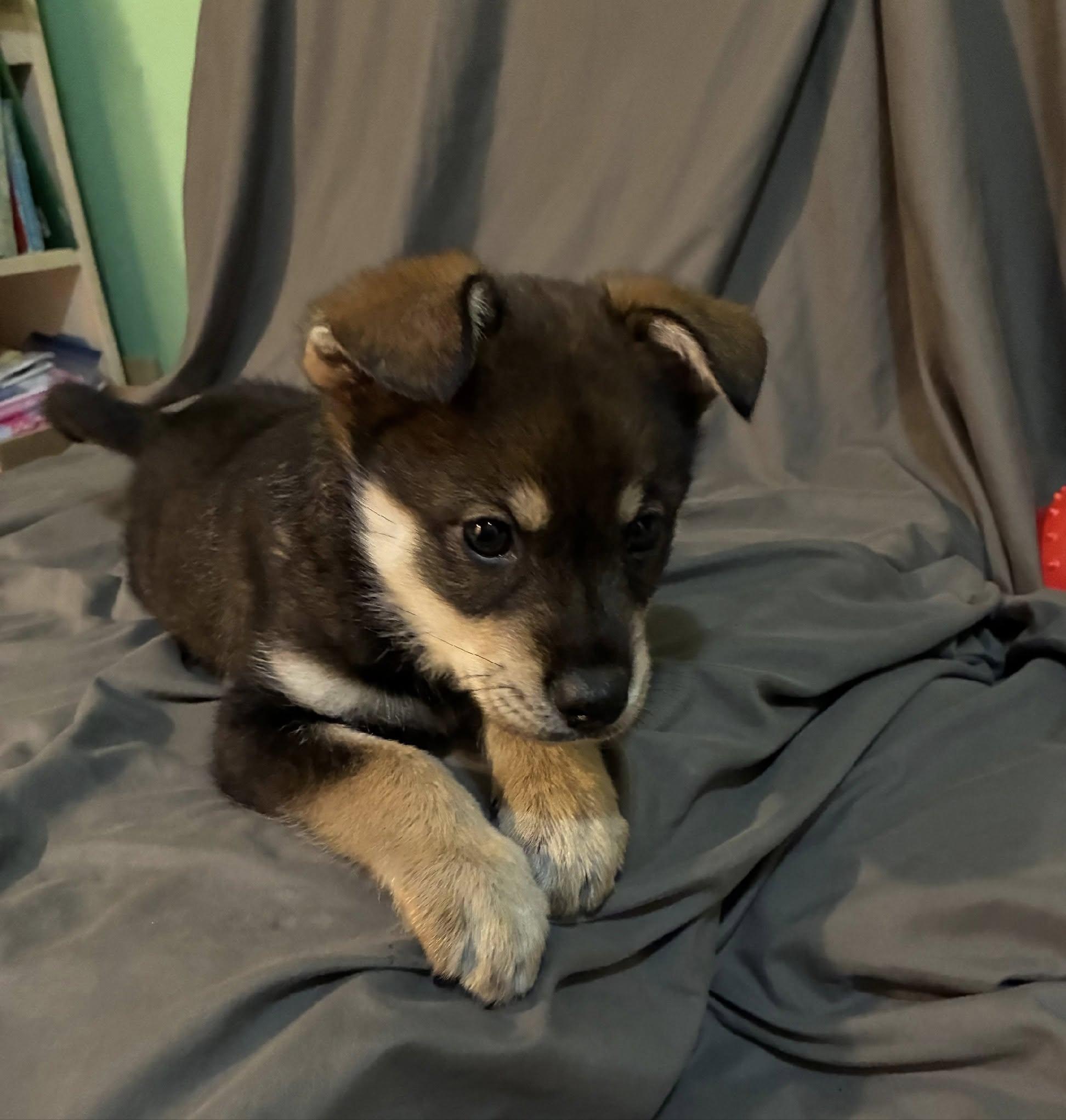 Enlarge Sam, a Adoptable mixed breed in Bethel, AK image 1/1