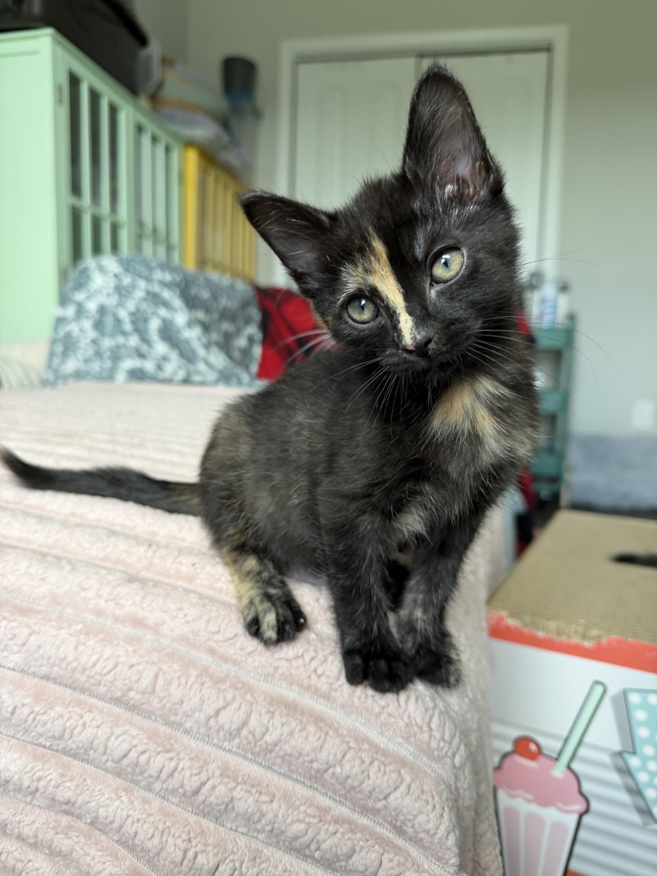 Stripe, an adopted Domestic Short Hair in Seymour, TN image 2/3