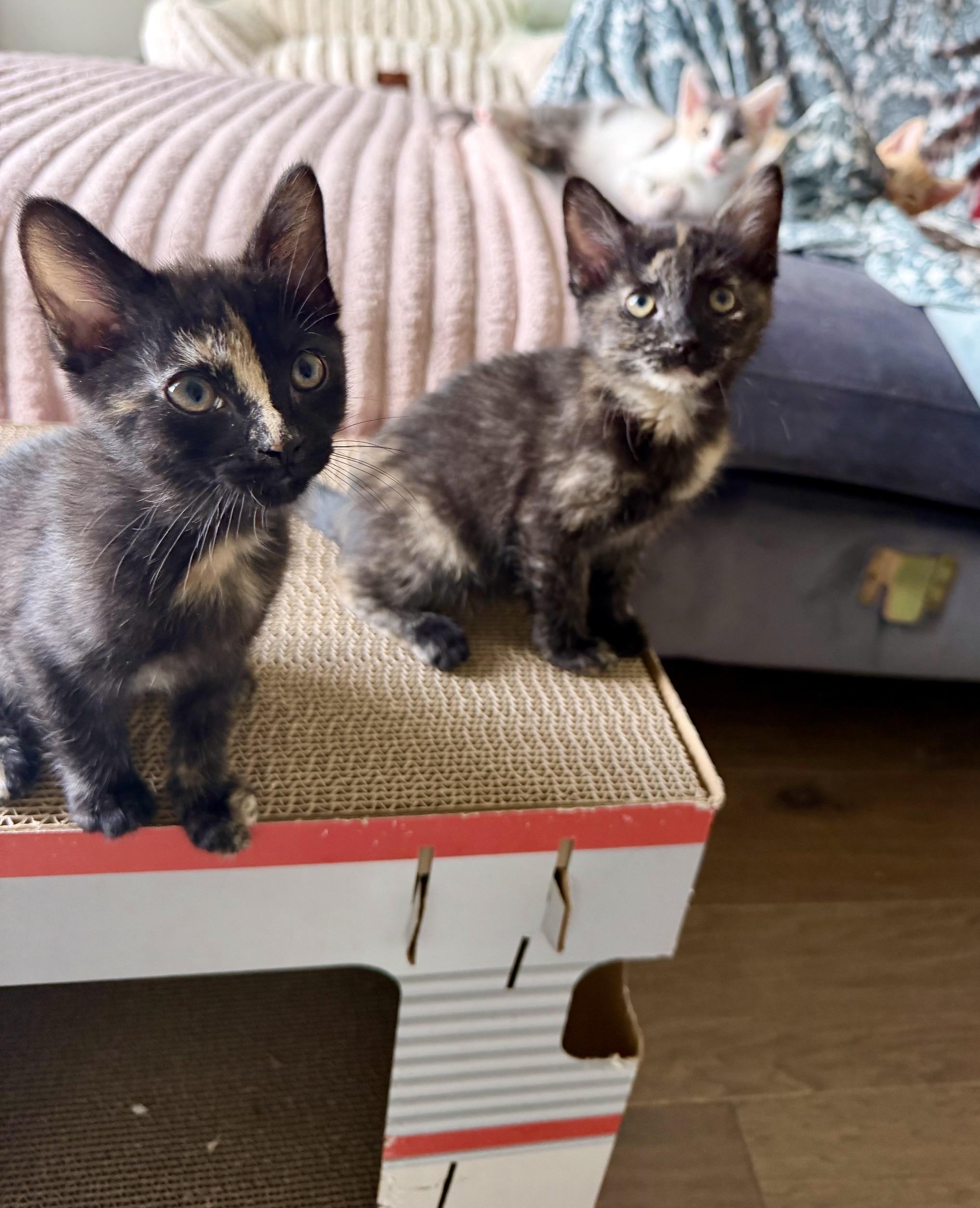 Stripe, adopted, Kitten Female Domestic Short Hair.