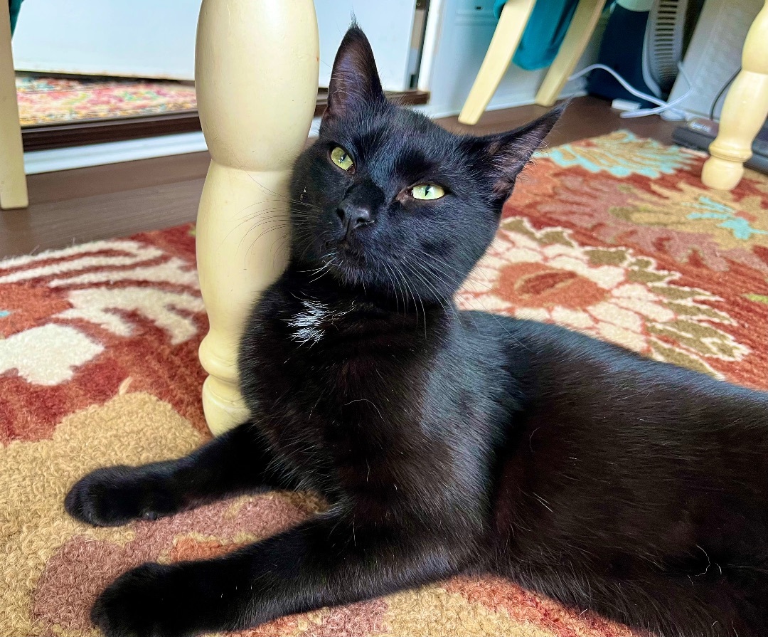 Lincoln , a Adoptable Domestic Short Hair in SIMPSONVILLE, SC image 1/12