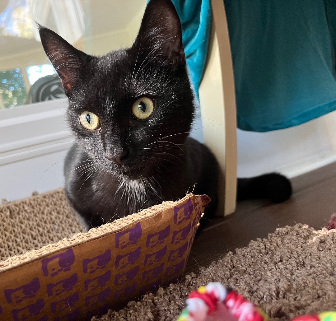 Lincoln , a Adoptable Domestic Short Hair in SIMPSONVILLE, SC image 2/12