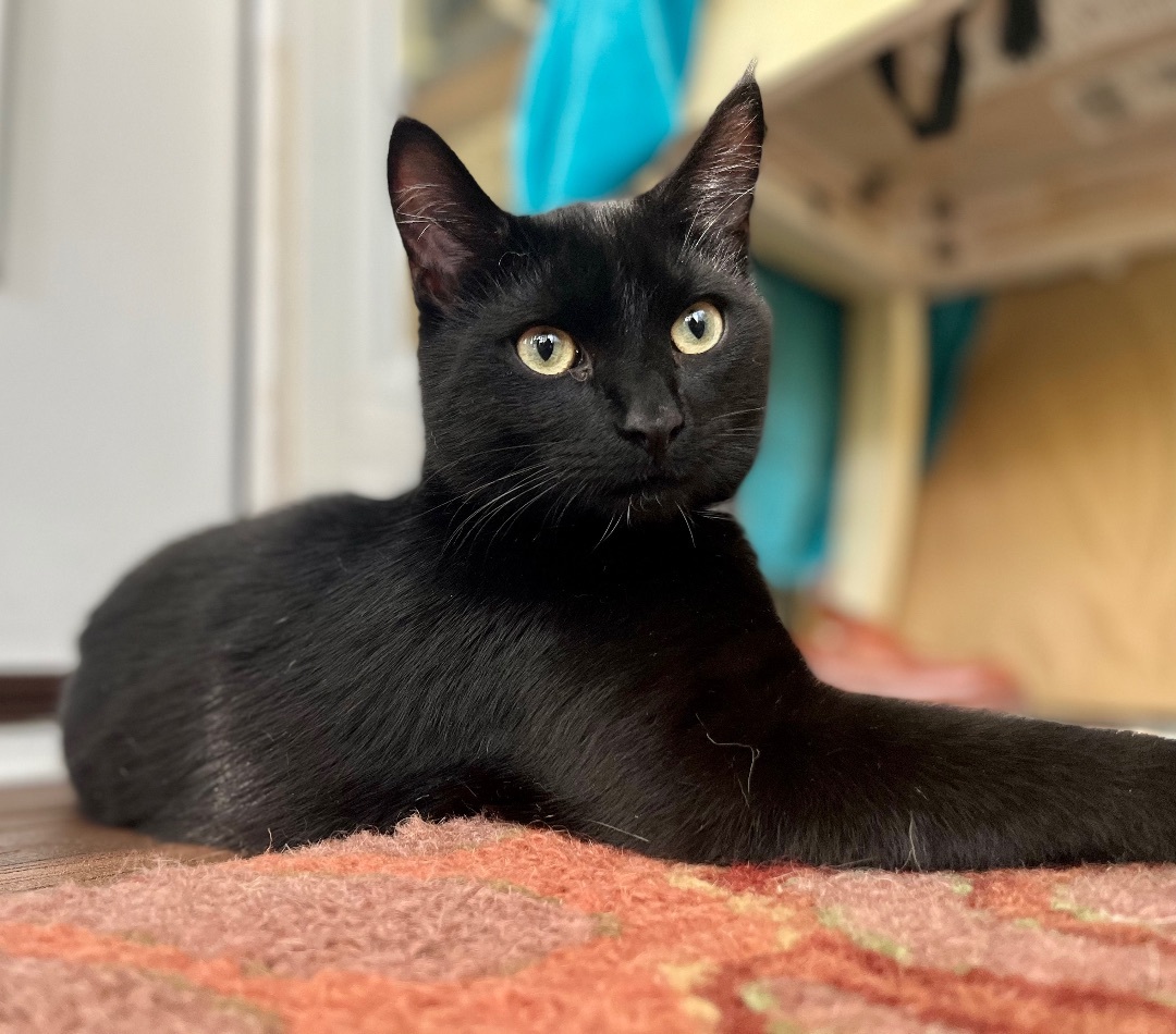 Lincoln , a Adoptable Domestic Short Hair in SIMPSONVILLE, SC image 3/12