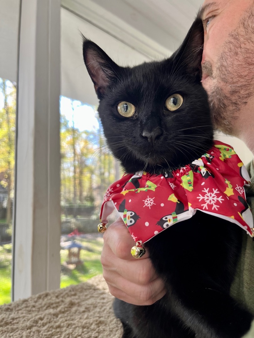 Lincoln , a Adoptable Domestic Short Hair in SIMPSONVILLE, SC image 4/12