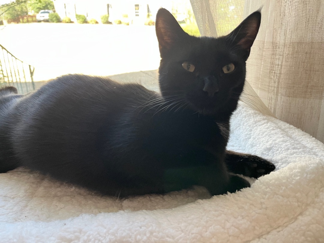 Lincoln , a Adoptable Domestic Short Hair in SIMPSONVILLE, SC image 5/12