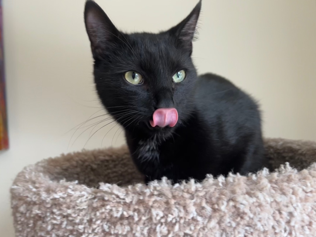 Lincoln , a Adoptable Domestic Short Hair in SIMPSONVILLE, SC image 6/12