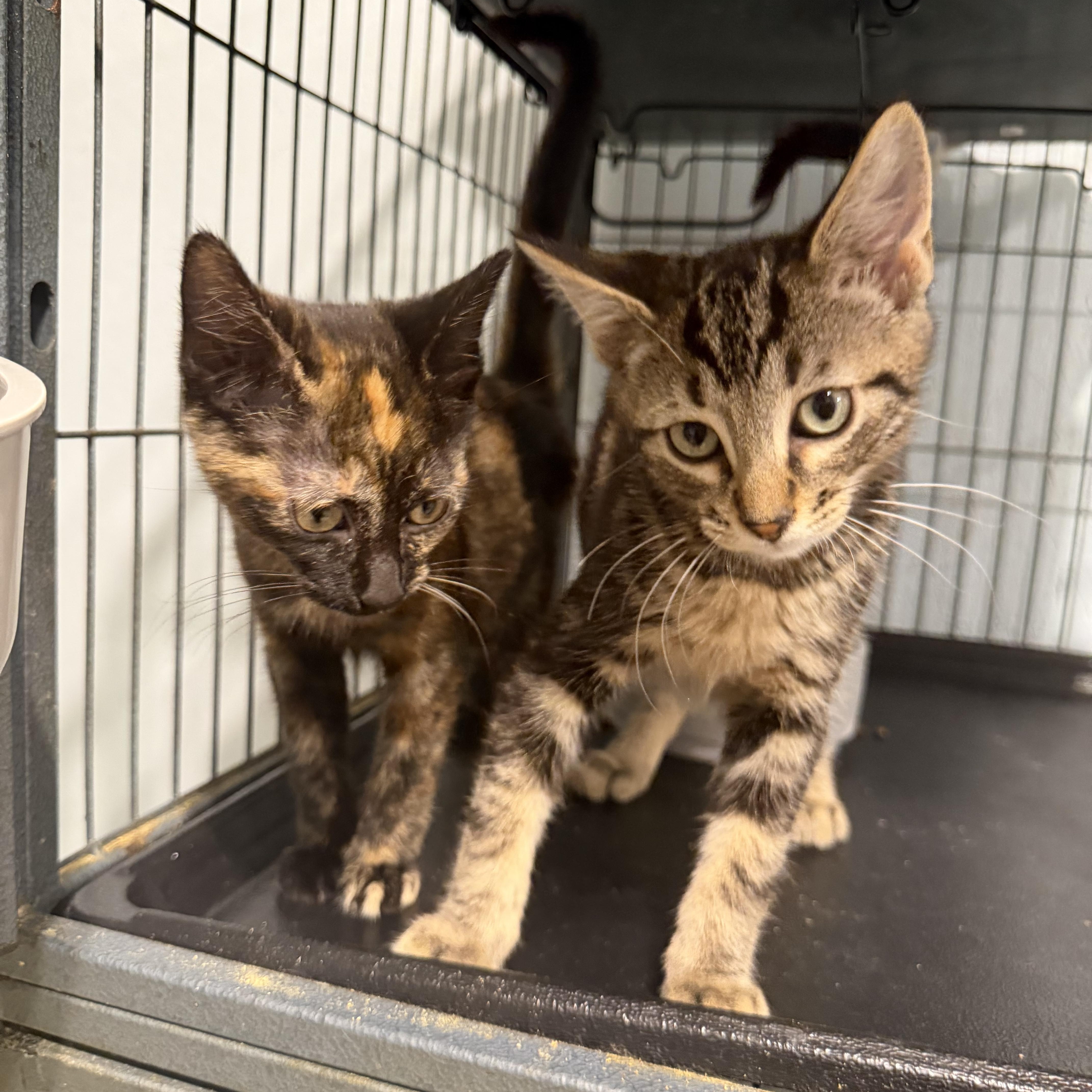 Enlarge Archer (BC), a ADOPTABLE Domestic Short Hair in Simpsonville, SC image 4/5