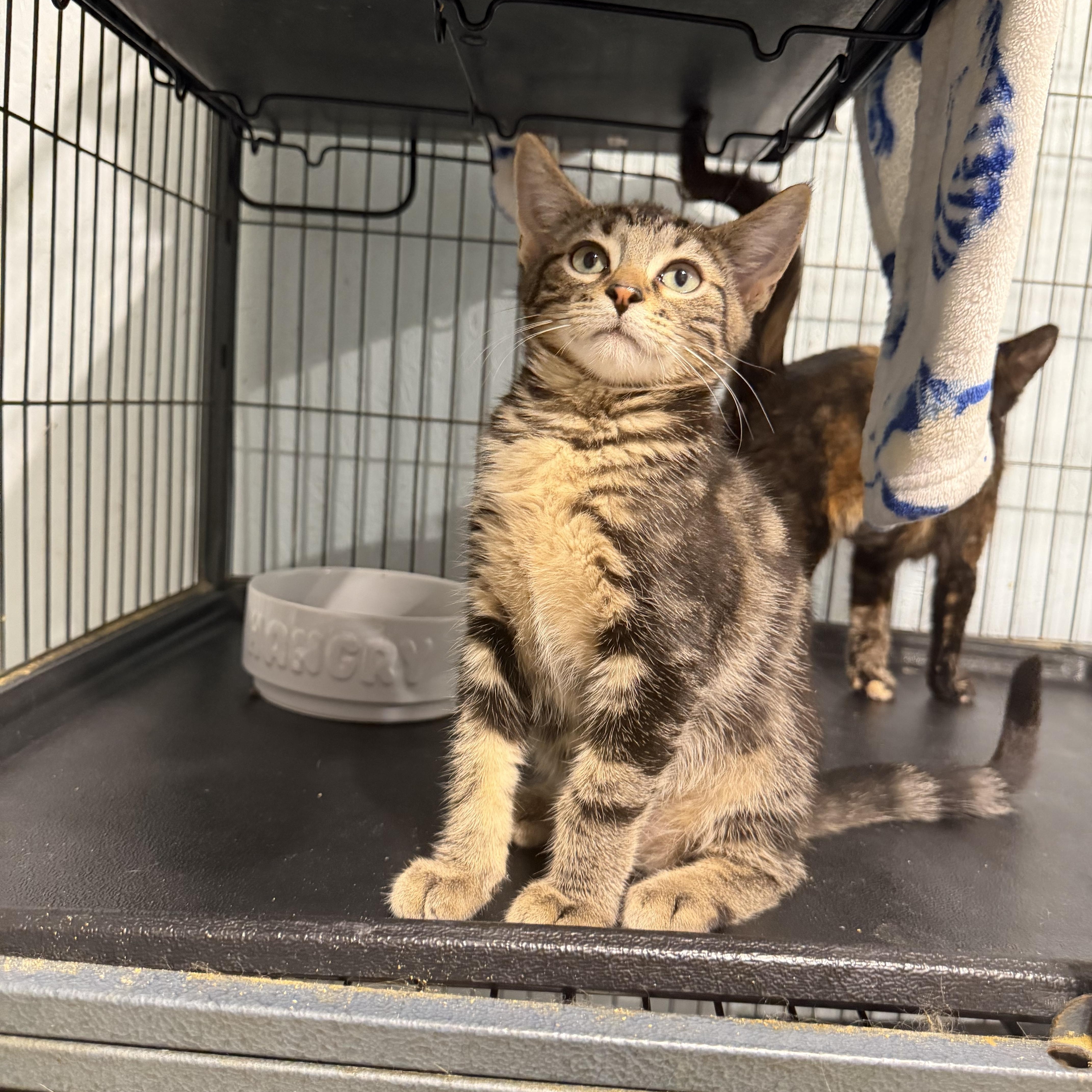 Archer (BC), ADOPTABLE, Kitten Male Domestic Short Hair.