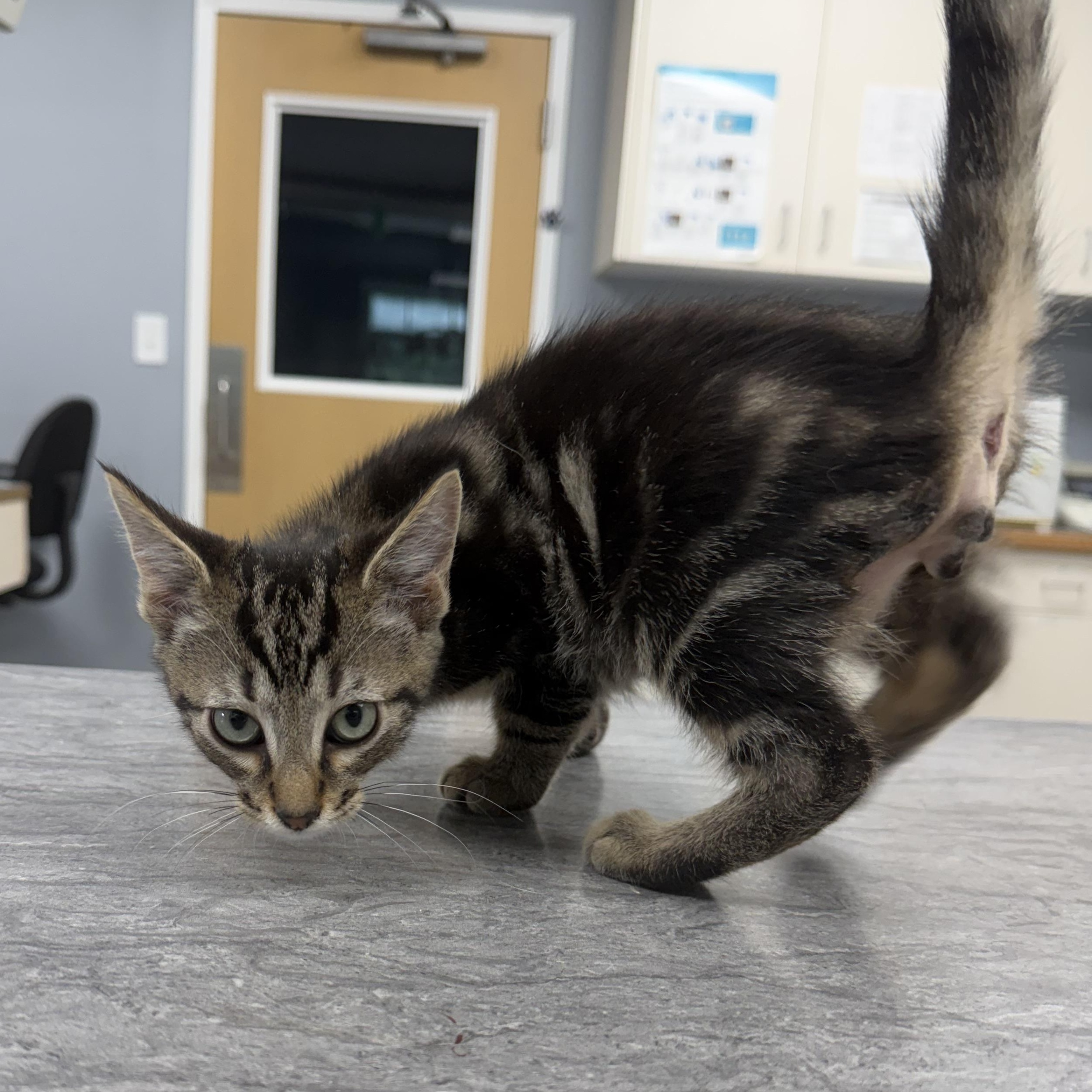 Enlarge Archer (BC), a ADOPTABLE Domestic Short Hair in Simpsonville, SC image 3/5
