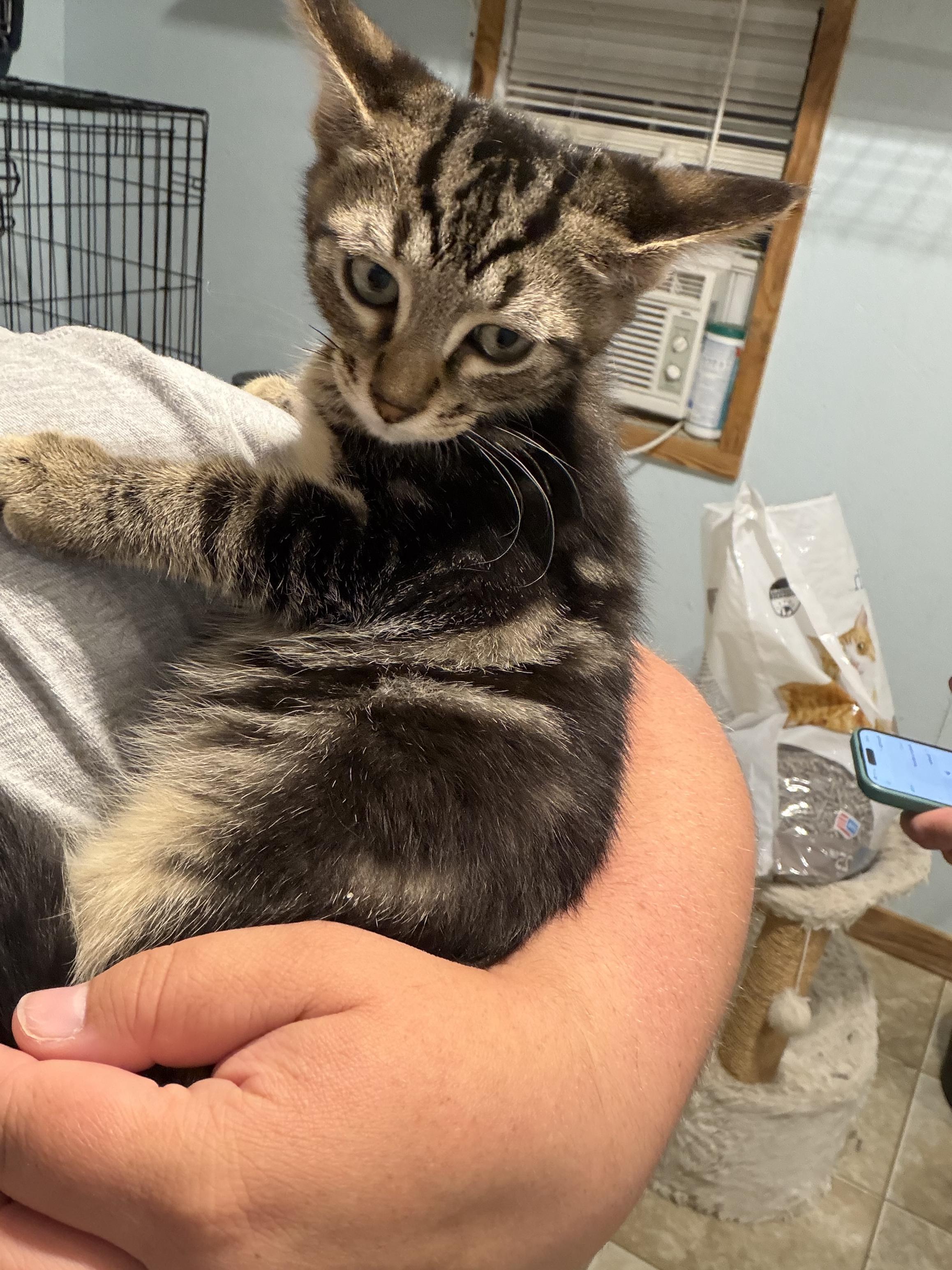Enlarge Archer (BC), a ADOPTABLE Domestic Short Hair in Simpsonville, SC image 5/5