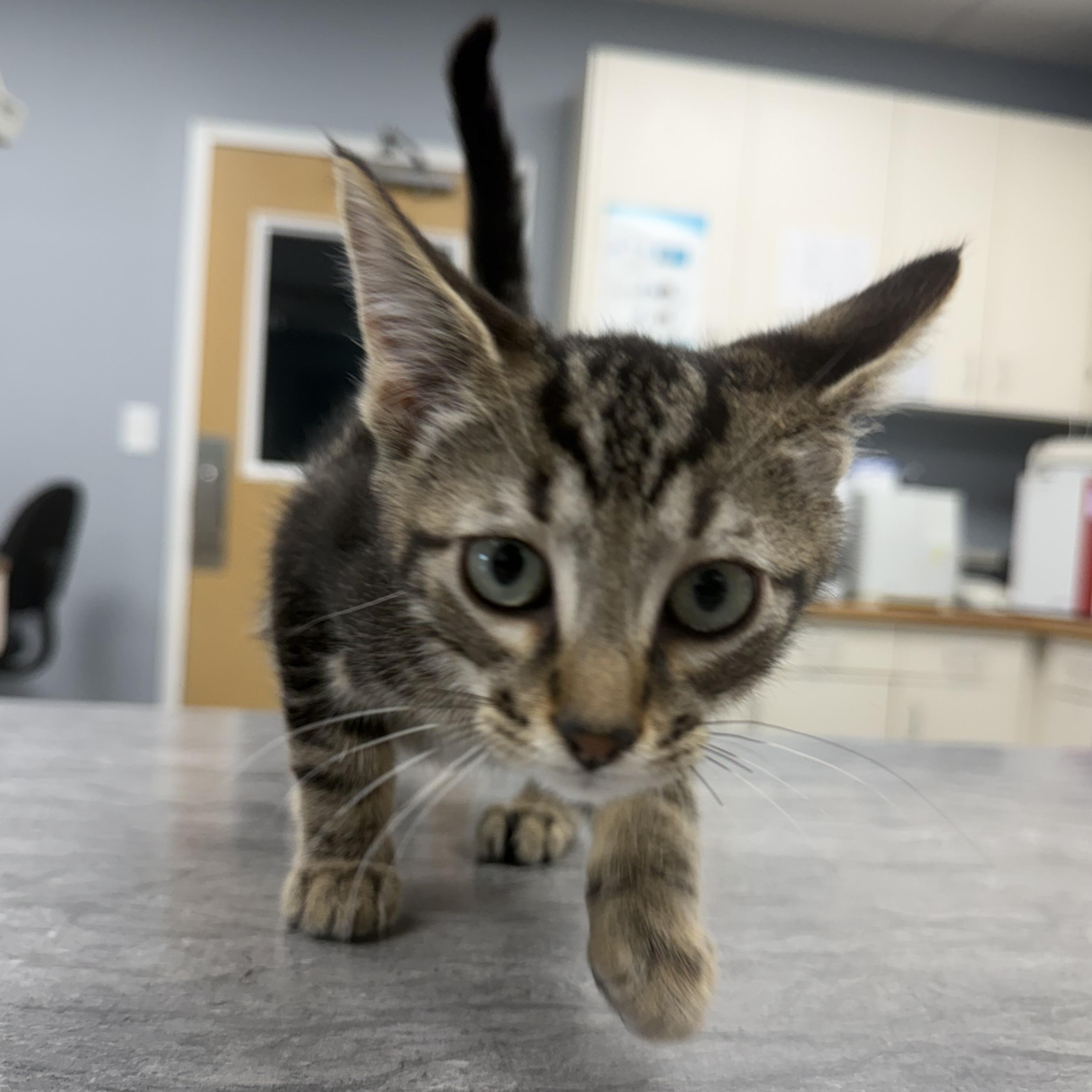 Enlarge Archer (BC), a ADOPTABLE Domestic Short Hair in Simpsonville, SC image 2/5