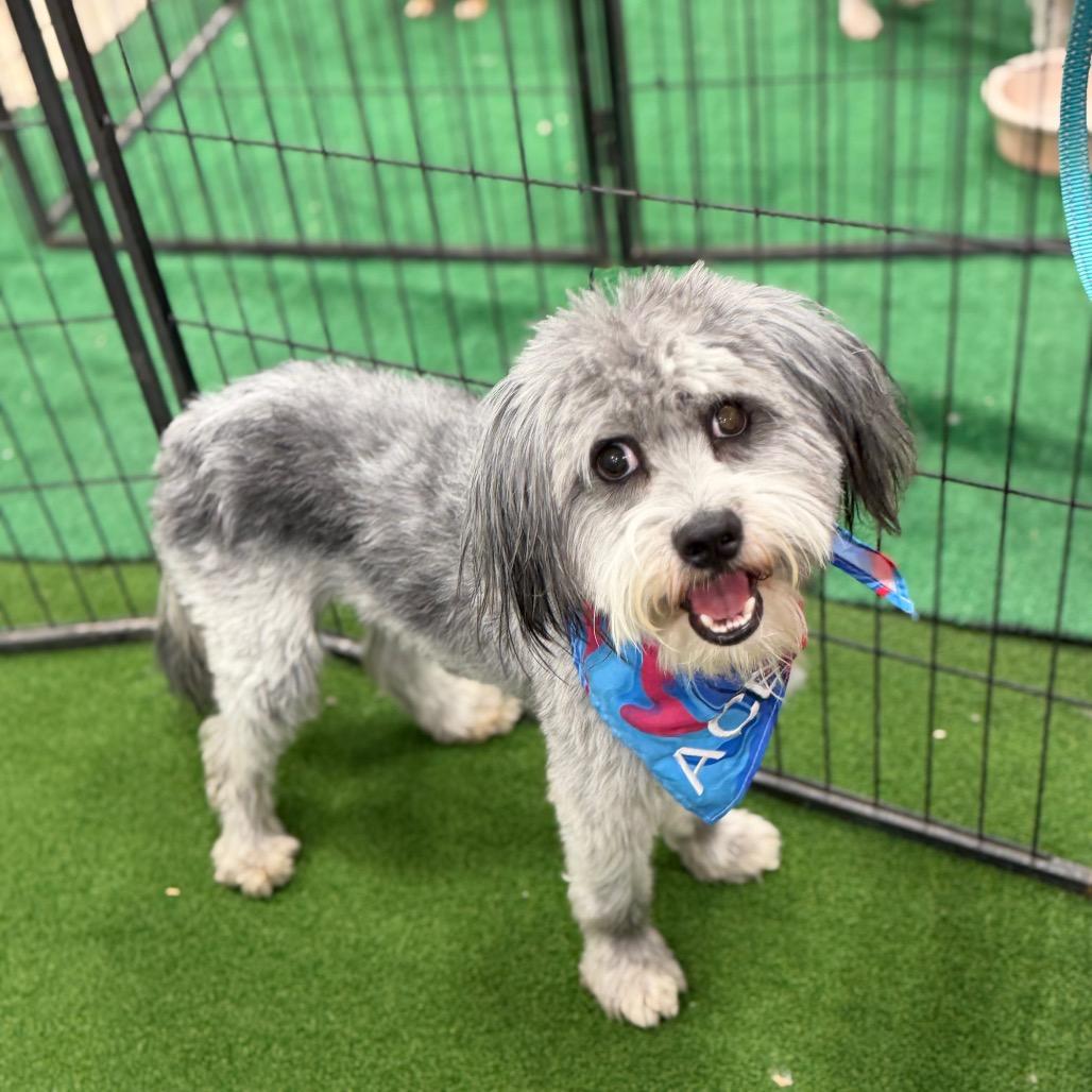 Ace, Adoptable, Adult Male Poodle & Schnauzer.