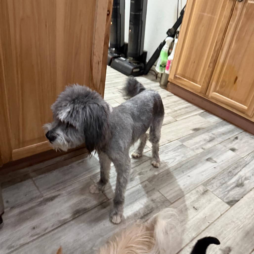 Enlarge Ace, a Adoptable mixed breed in Phoenix, AZ image 2/5