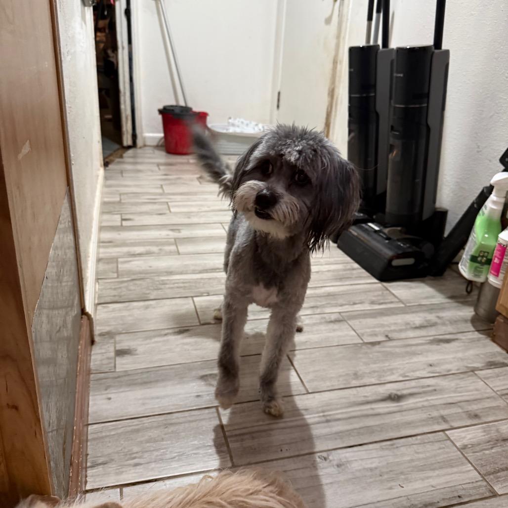 Enlarge Ace, a Adoptable mixed breed in Phoenix, AZ image 3/5