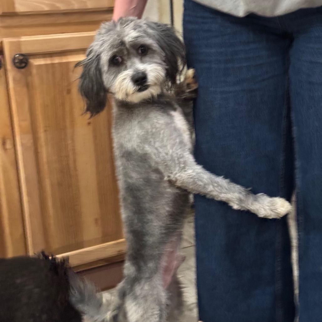 Enlarge Ace, a Adoptable mixed breed in Phoenix, AZ image 4/5