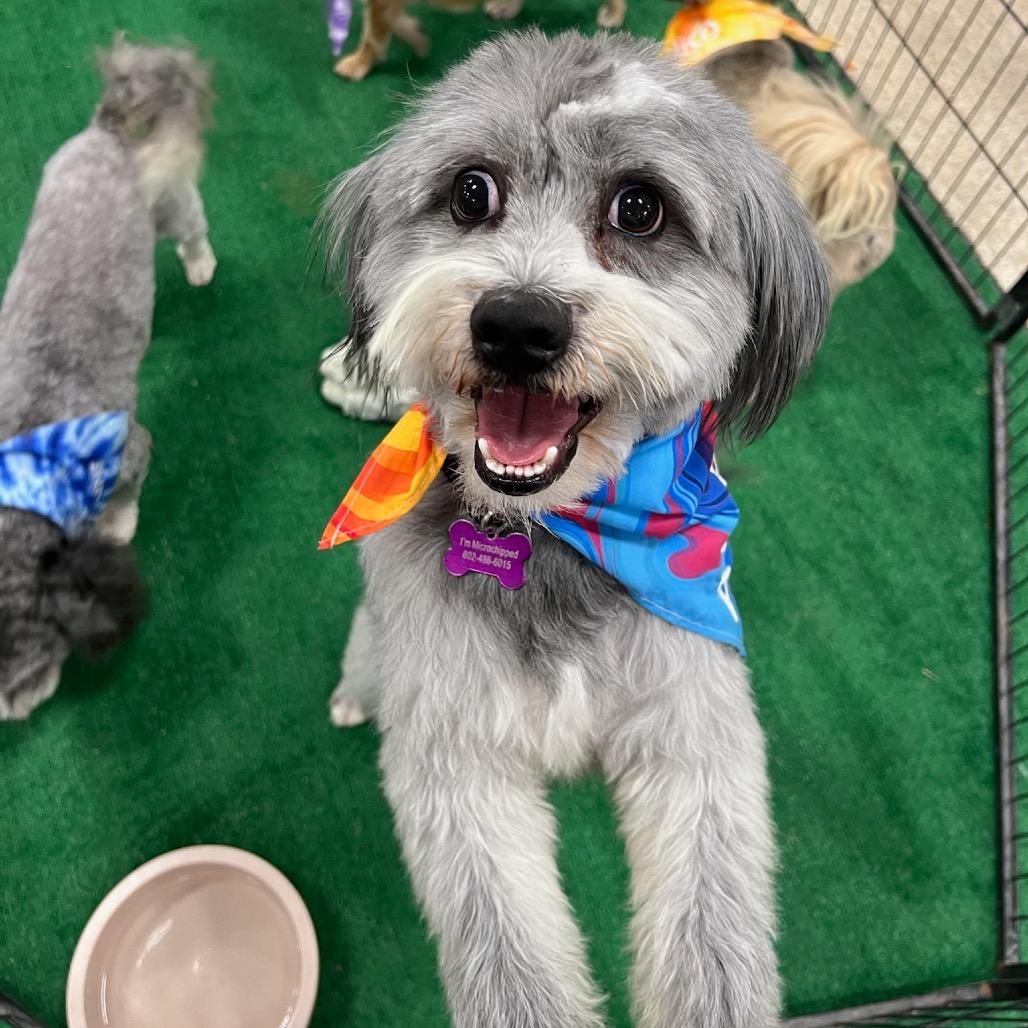 Enlarge Ace, a Adoptable mixed breed in Phoenix, AZ image 5/6