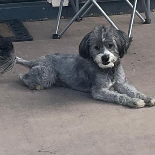 Enlarge Ace, a Adoptable mixed breed in Phoenix, AZ image 5/6