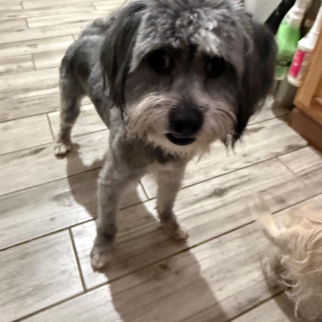 Enlarge Ace, a Adoptable mixed breed in Phoenix, AZ image 5/5