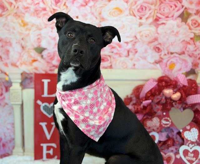 Enlarge CHANCE, a Adoptable mixed breed in Fairfield, CA image 1/1