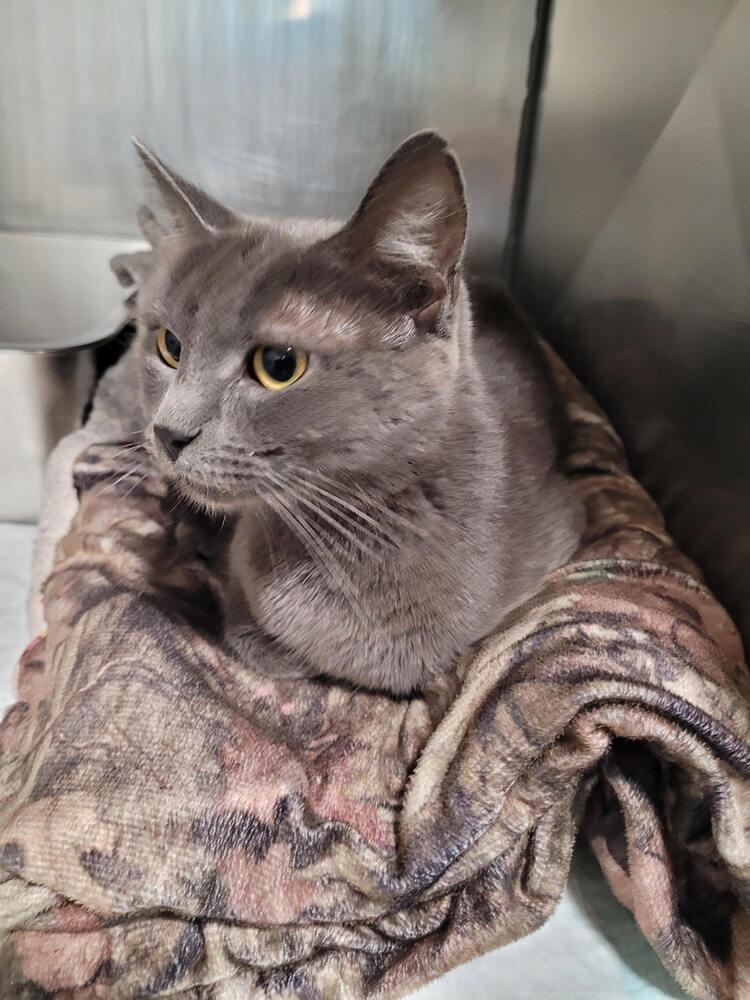 Trinity, Adoptable, Adult Female Domestic Short Hair.