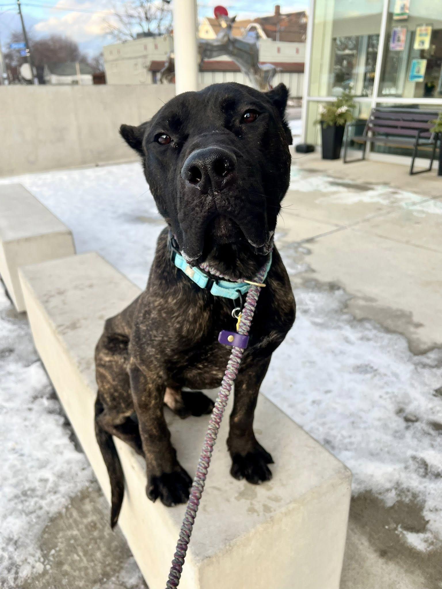 Enlarge Keagan, an adopted Cane Corso in Cleveland, OH image 1/4