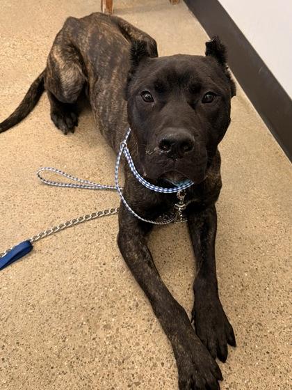 Enlarge Keagan, an adopted Cane Corso in Cleveland, OH image 2/4