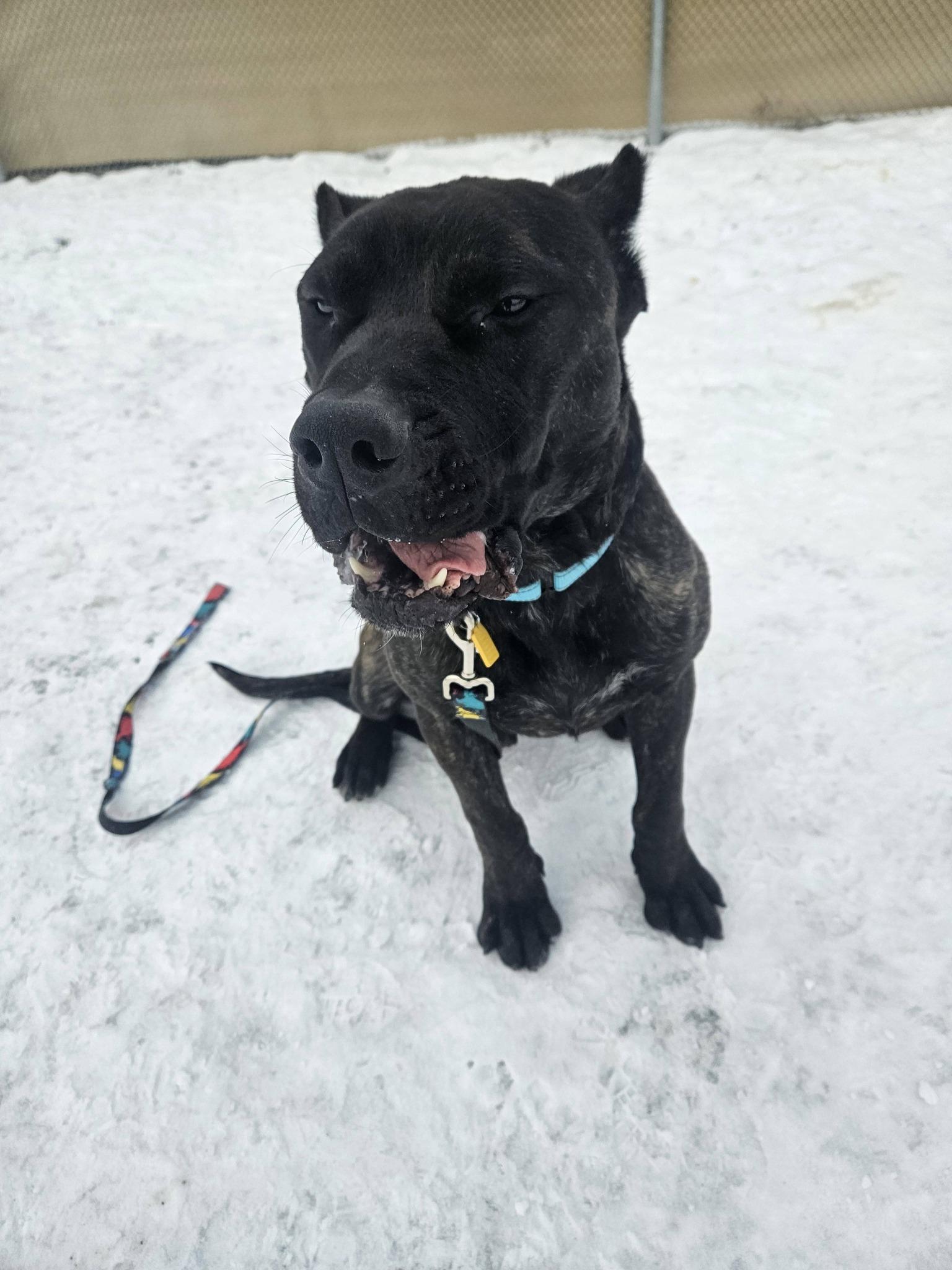 Enlarge Keagan, an adopted Cane Corso in Cleveland, OH image 3/4