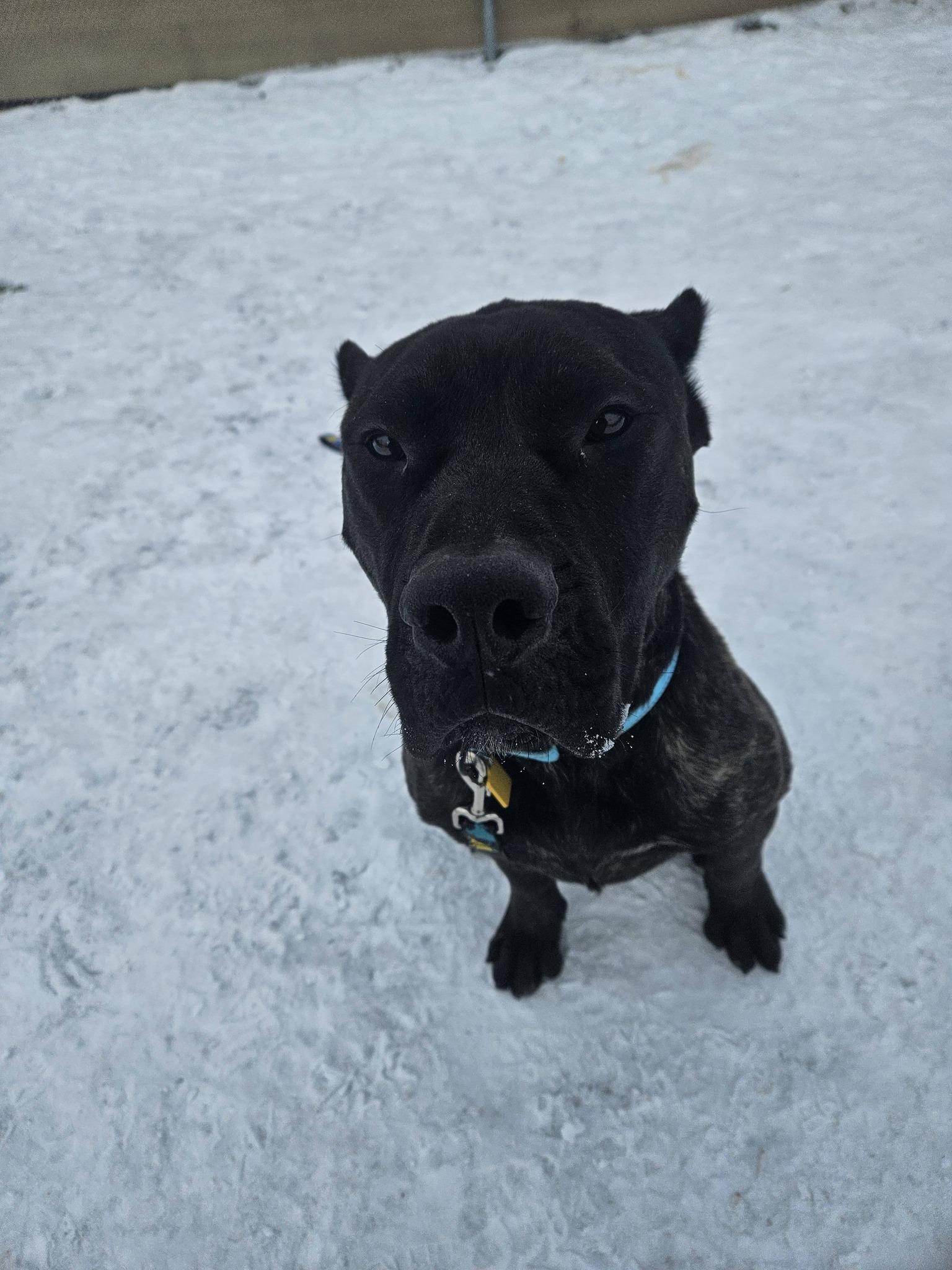 Enlarge Keagan, an adopted Cane Corso in Cleveland, OH image 4/4
