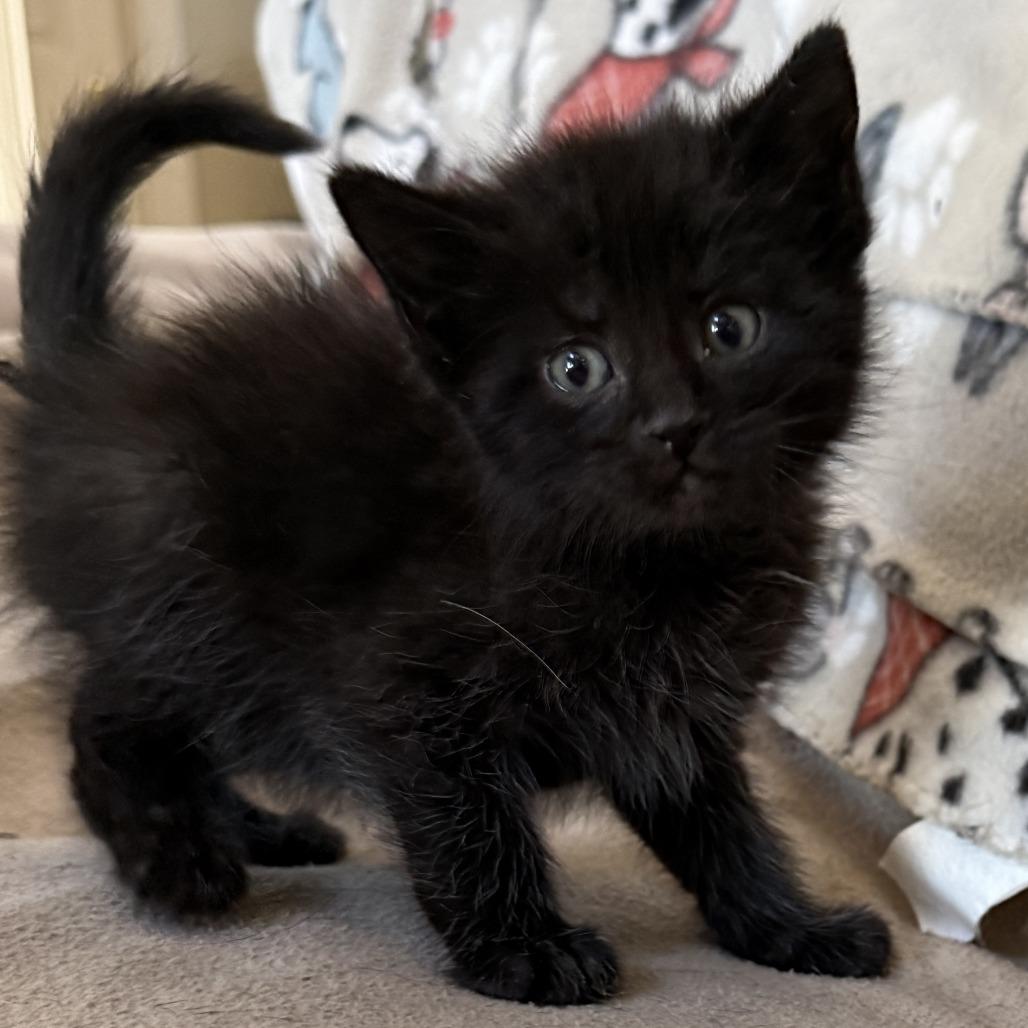 Enlarge Hail - adoption pending, a Adoptable Domestic Short Hair in Glenelg, MD image 1/5