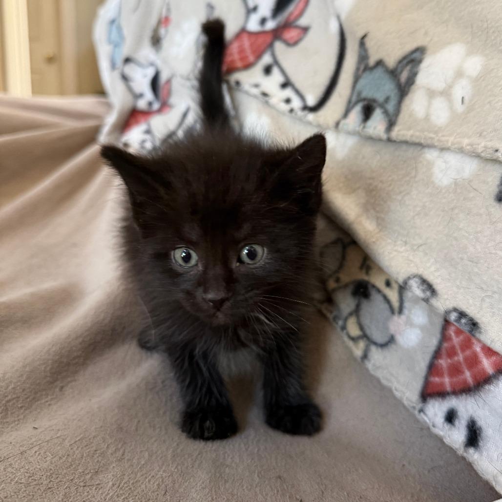 Enlarge Hail - adoption pending, a Adoptable Domestic Short Hair in Glenelg, MD image 2/5