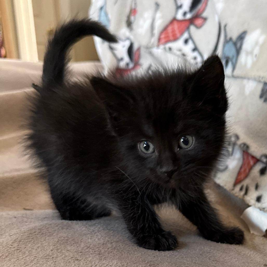 Enlarge Hail - adoption pending, a Adoptable Domestic Short Hair in Glenelg, MD image 3/5