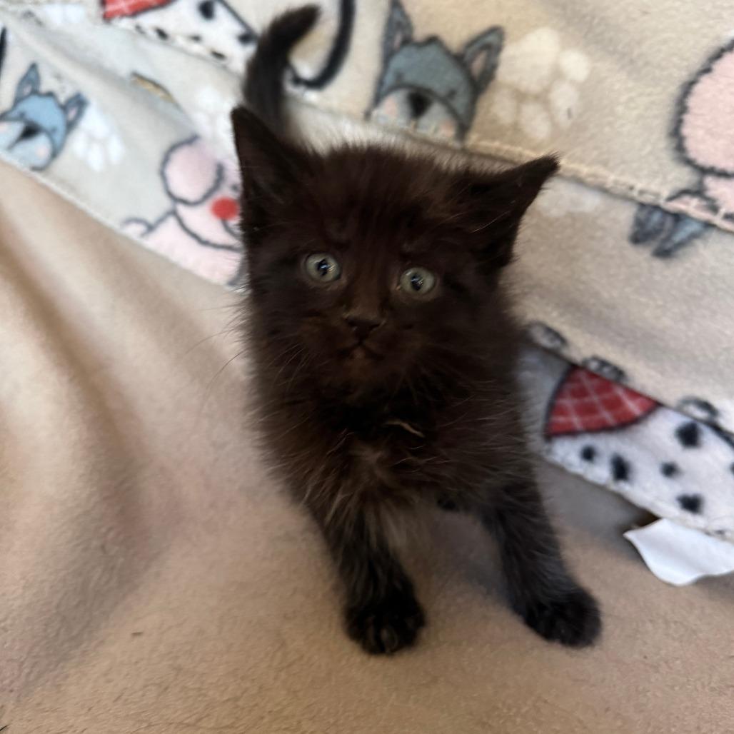 Enlarge Hail - adoption pending, a Adoptable Domestic Short Hair in Glenelg, MD image 4/5