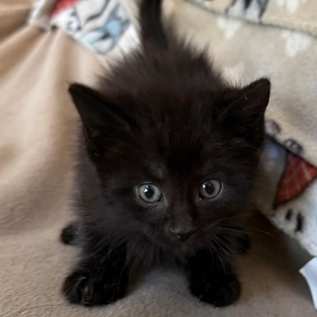 Enlarge Hail - adoption pending, a Adoptable Domestic Short Hair in Glenelg, MD image 5/5