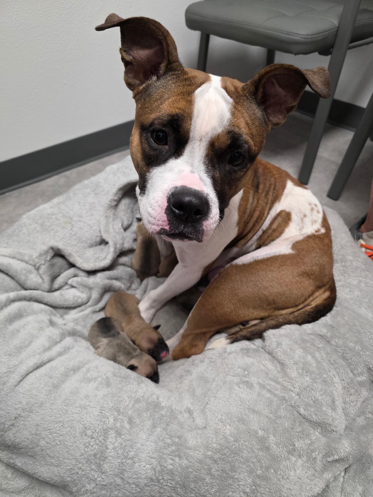 Enlarge Coco, an adopted mixed breed in Dallas, TX image 1/5