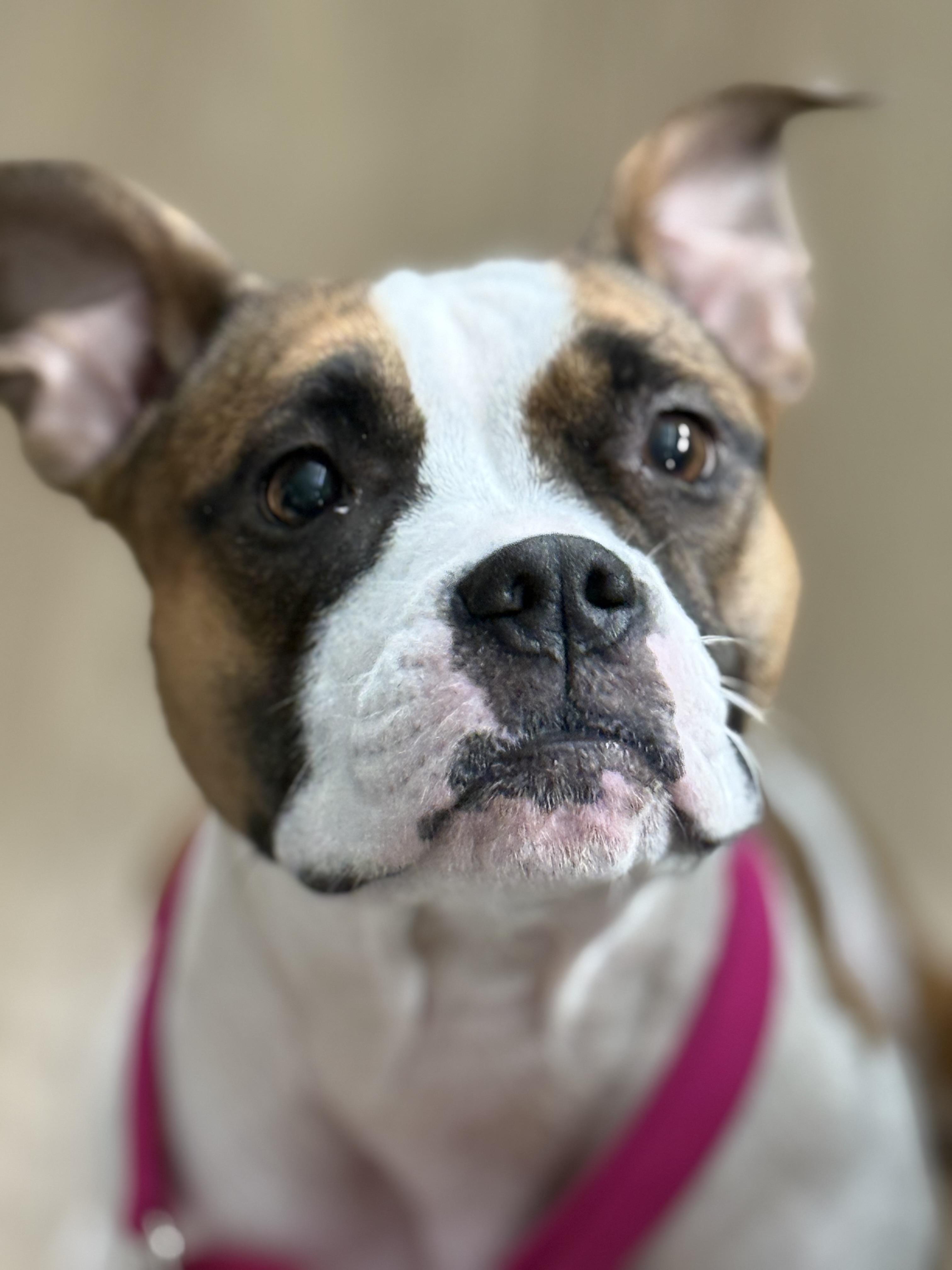 Enlarge Coco, an adopted mixed breed in Dallas, TX image 2/5