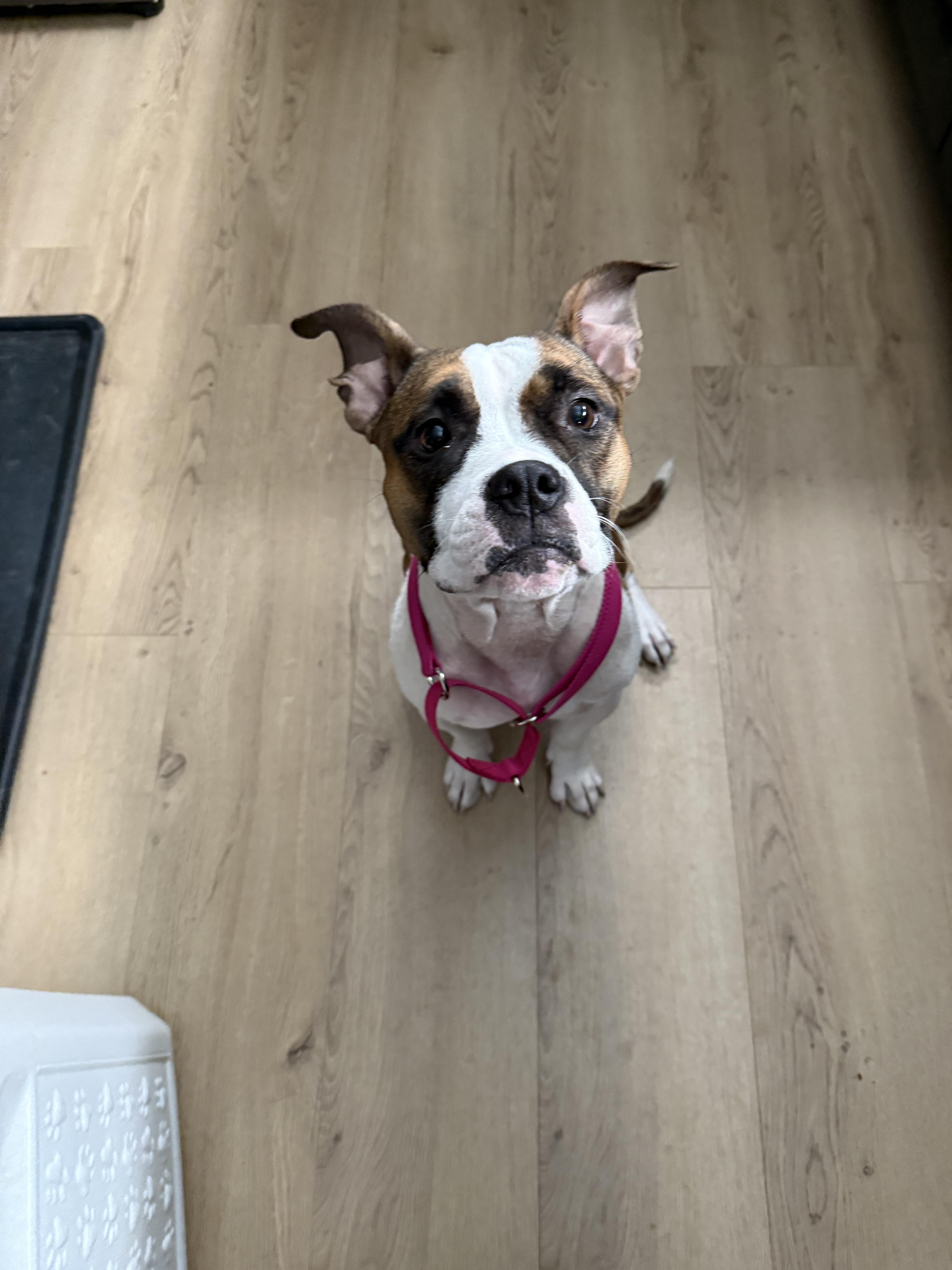 Enlarge Coco, an adopted mixed breed in Dallas, TX image 3/5