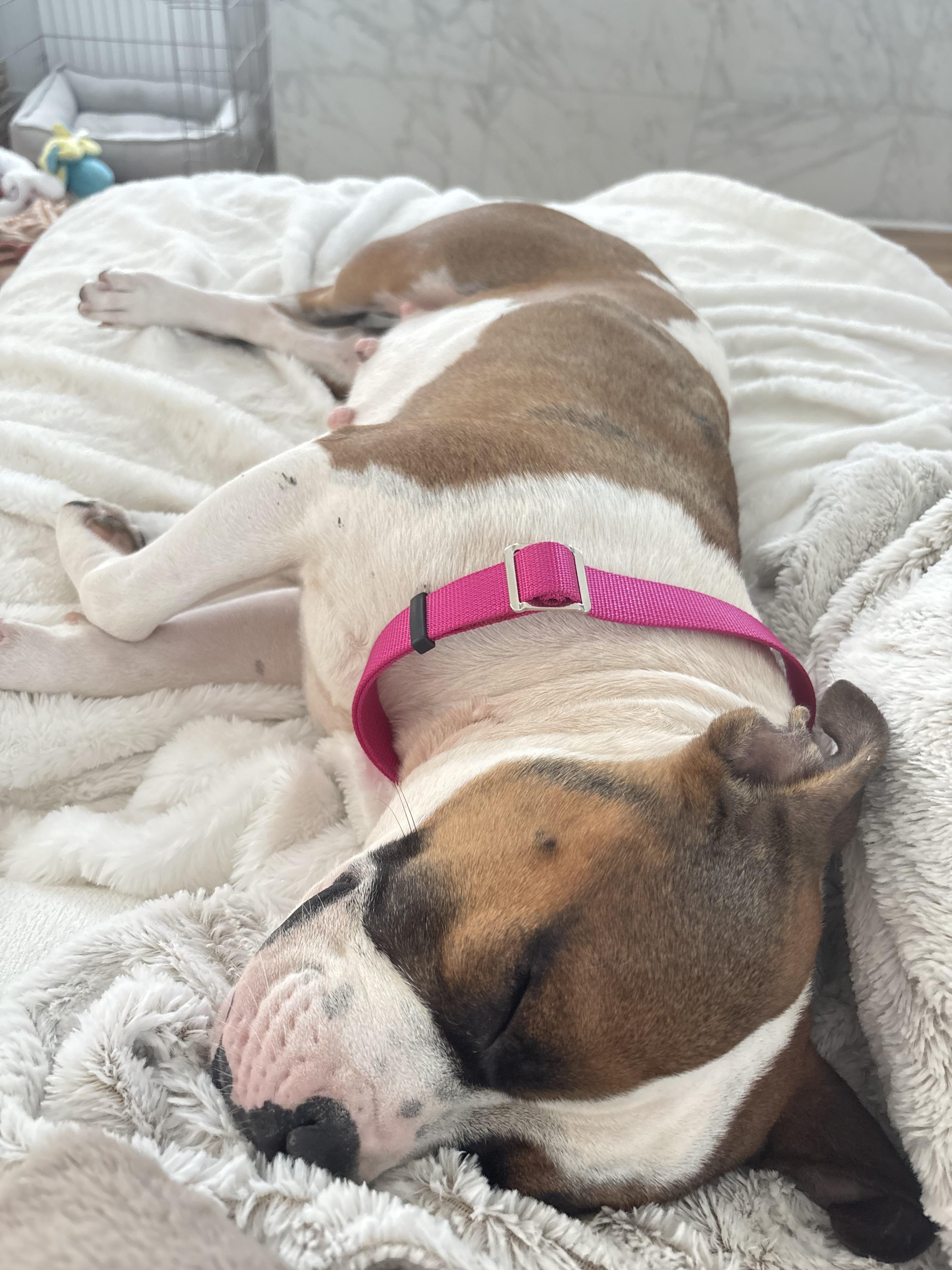 Enlarge Coco, an adopted mixed breed in Dallas, TX image 4/5