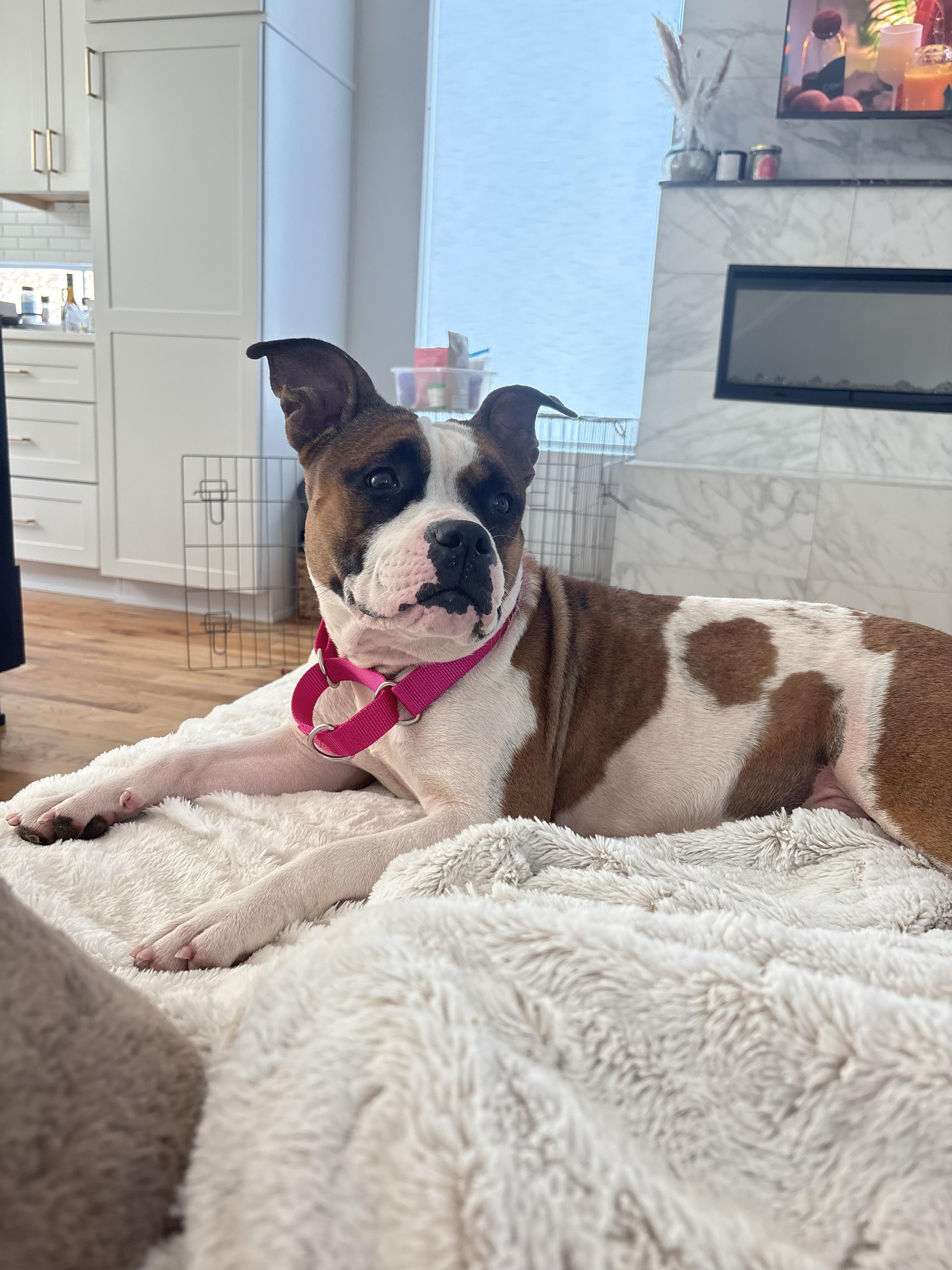 Enlarge Coco, an adopted mixed breed in Dallas, TX image 5/5