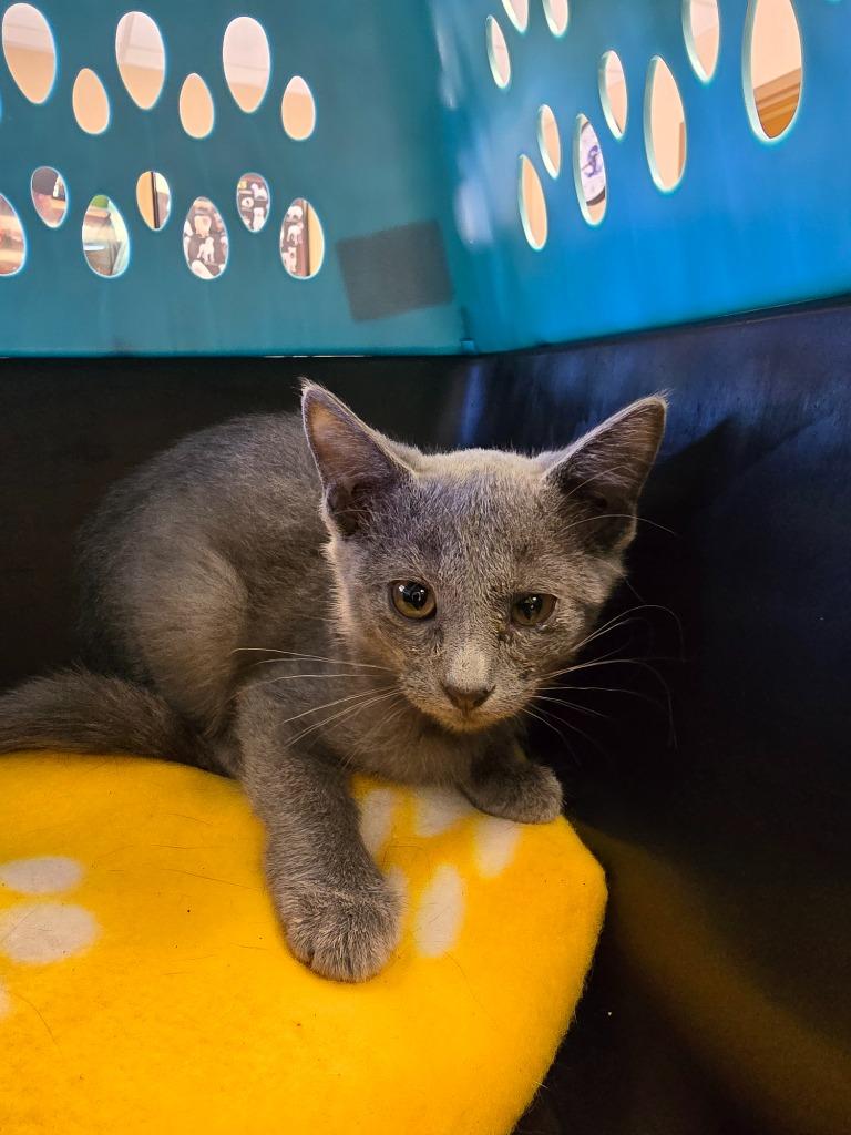 Enlarge Jubilee, a Adoptable Russian Blue in Maumelle, AR image 1/2