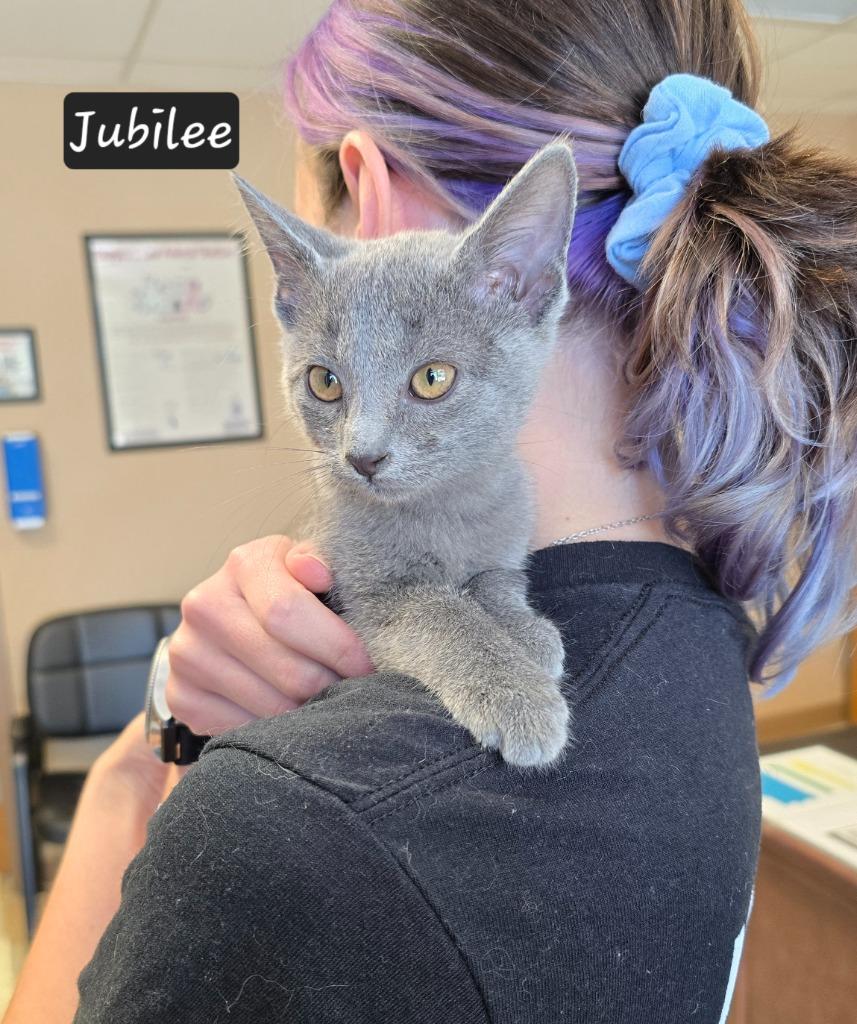 Enlarge Jubilee, a Adoptable Russian Blue in Maumelle, AR image 2/2