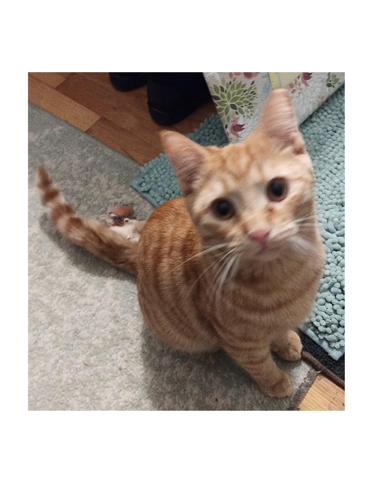 Candy Corn, adopted, Young Male Tabby.