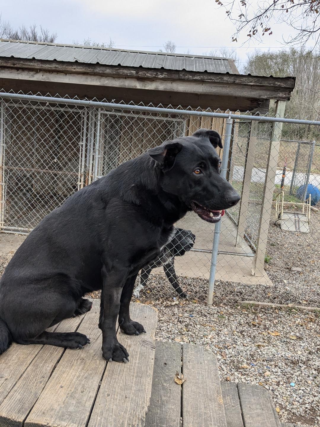Tito, Adoptable, Adult Male Labrador Retriever.