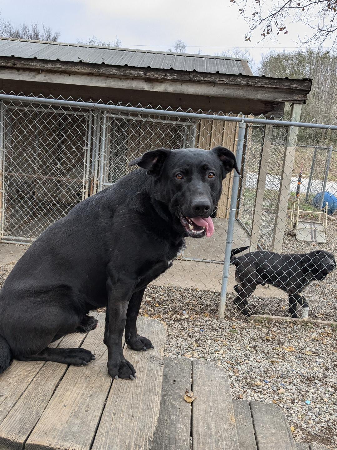 Tito, a Adoptable Labrador Retriever in Bella Vista, AR image 2/2