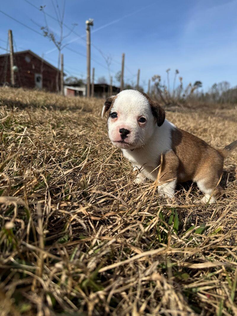 Enlarge Millie, a Adoptable mixed breed in Thomasville, AL image 2/6